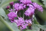 Giant ironweed