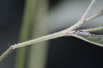 Giant ironweed