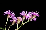 New York ironweed