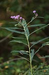 New York ironweed