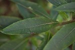 New York ironweed