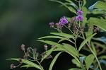 New York ironweed