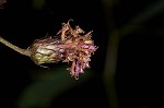 New York ironweed