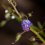 Water speedwell