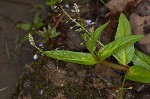 Water speedwell