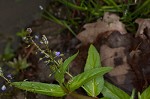 Water speedwell