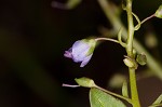 Water speedwell