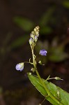 Water speedwell