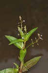 Water speedwell