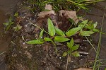 Water speedwell