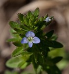 Corn speedwell