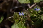 Corn speedwell