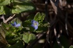 Corn speedwell