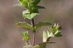 Corn speedwell