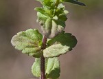 Corn speedwell