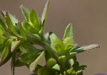 Corn speedwell