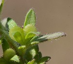 Corn speedwell