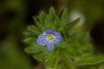 Corn speedwell