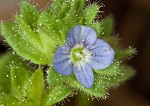 Corn speedwell