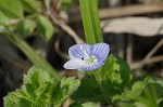 Bird-eye speedwell