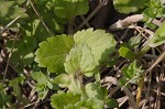 Bird-eye speedwell