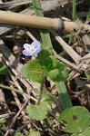 Bird-eye speedwell