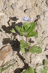 Bird-eye speedwell