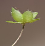 Bird-eye speedwell