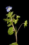 Bird-eye speedwell