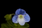 Bird-eye speedwell