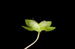 Bird-eye speedwell