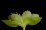 Bird-eye speedwell