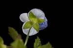 Bird-eye speedwell