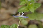 Bird-eye speedwell