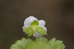 Bird-eye speedwell