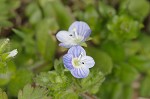 Bird-eye speedwell