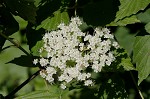 Arrow-wood viburnum