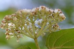 Arrow-wood viburnum