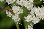 Arrow-wood viburnum