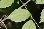 Arrow-wood viburnum