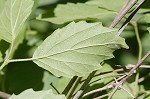 Arrow-wood viburnum