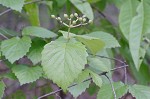 Arrow-wood viburnum