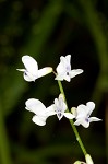 Fourleaf vetch