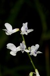 Fourleaf vetch