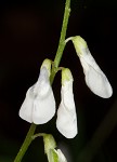 Fourleaf vetch