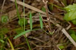 Fourleaf vetch