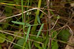 Fourleaf vetch