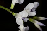 Fourleaf vetch