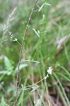 Fourleaf vetch