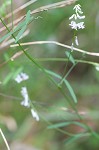 Fourleaf vetch